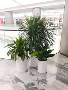 宁波江北盆景租赁设计，装点您的美好世界